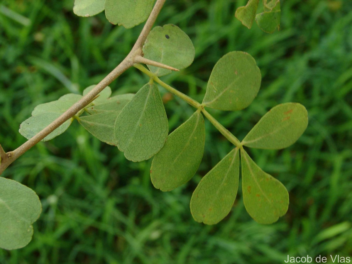 Limonia acidissima L.
